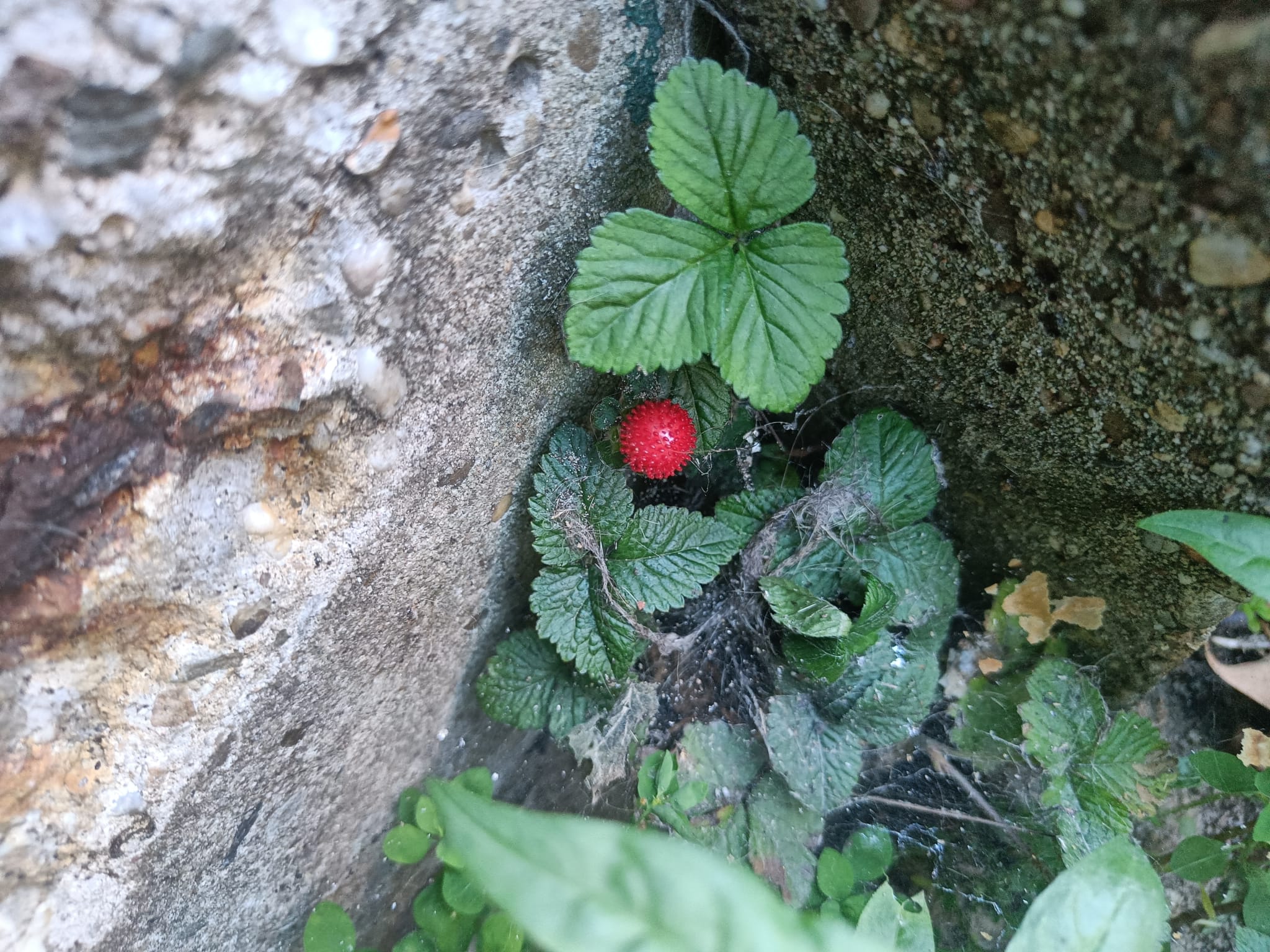 A picture of a mock strawberry I found in my back garden.