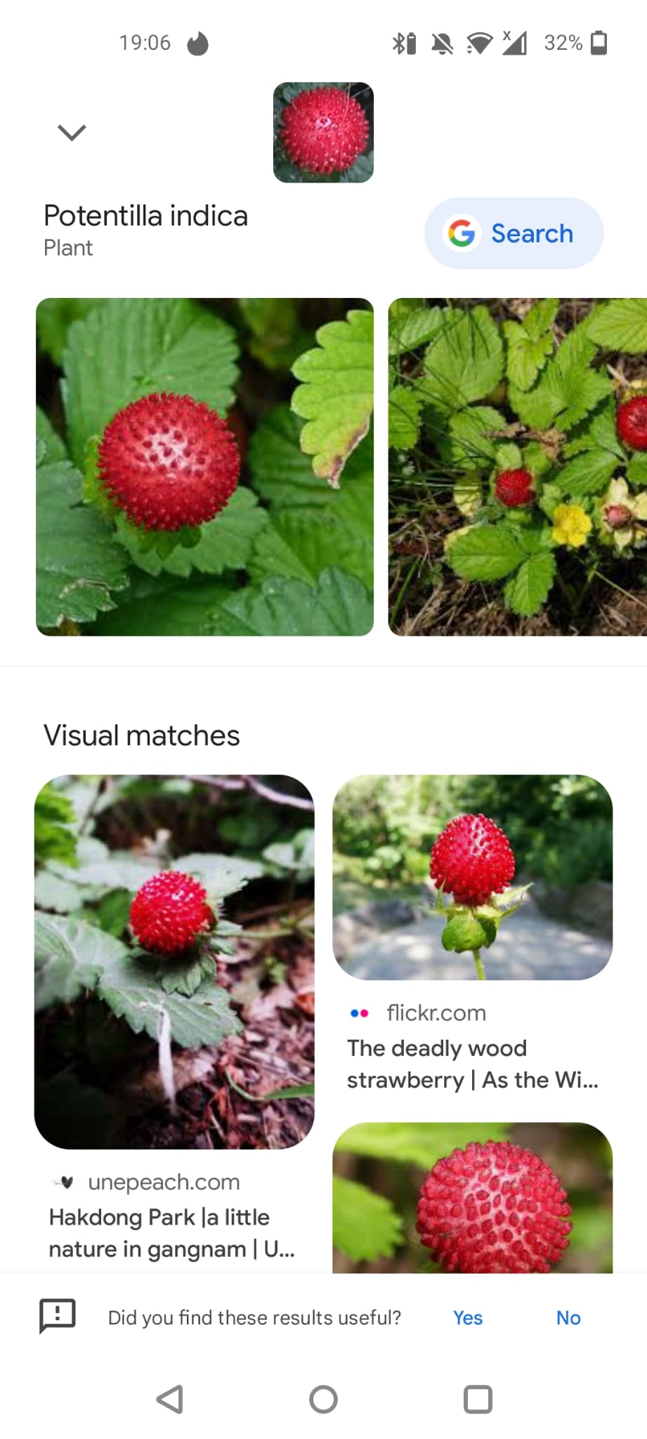 A screenshot of Google Lens correctly identifying the mock strawberry.